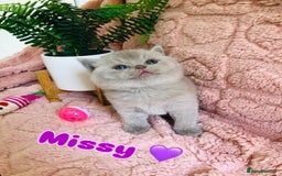 British Shorthair cats for sale: GCCF British shorthair kittens for Sale - Image 4