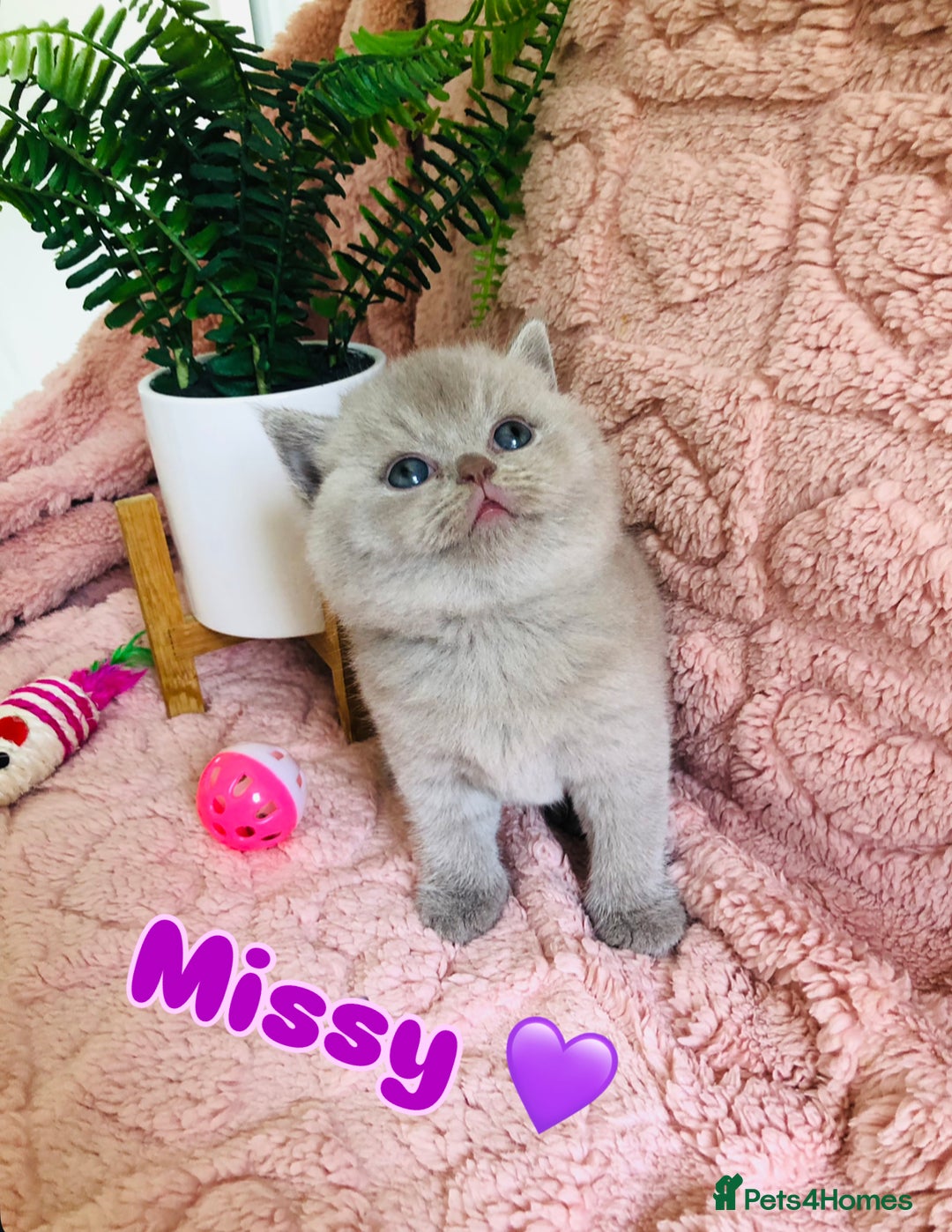 British Shorthair cats for sale: GCCF British shorthair kittens for Sale - Image 4