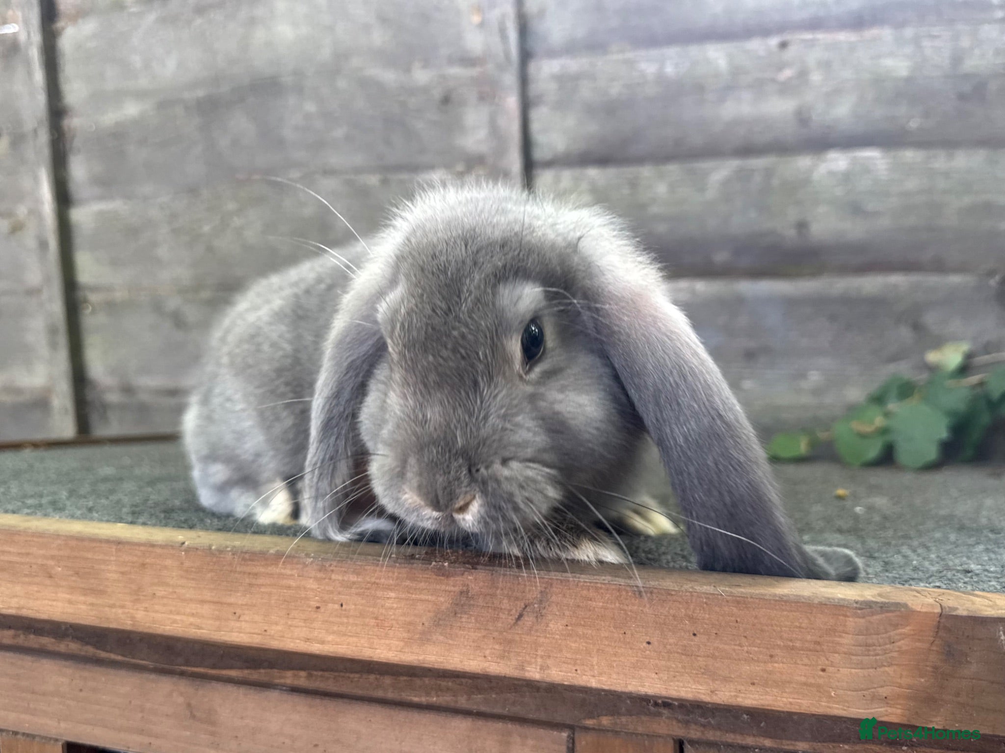 French Lop rabbits Ready in 1 Week • Quality French Lop Bunnies - Advert 2