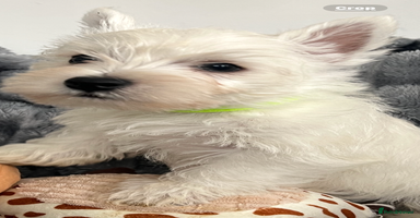 West Highland Terrier dogs - Advert 8
