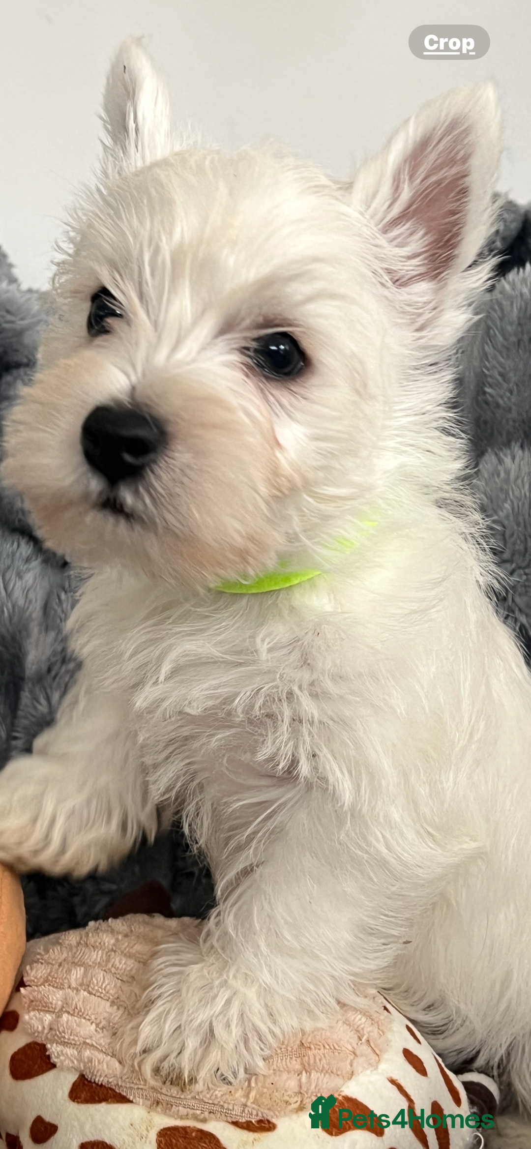 West Highland Terrier dogs for sale: Westie Boy pups available ⭐️⭐️⭐️ - Image 2