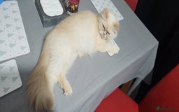 Persian cats for sale: Pure Persian Kitten  - Advert 9