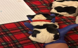 English Springer Spaniel dogs for sale: English springer spaniel.Ready to leave 21/11/25 - Image 18