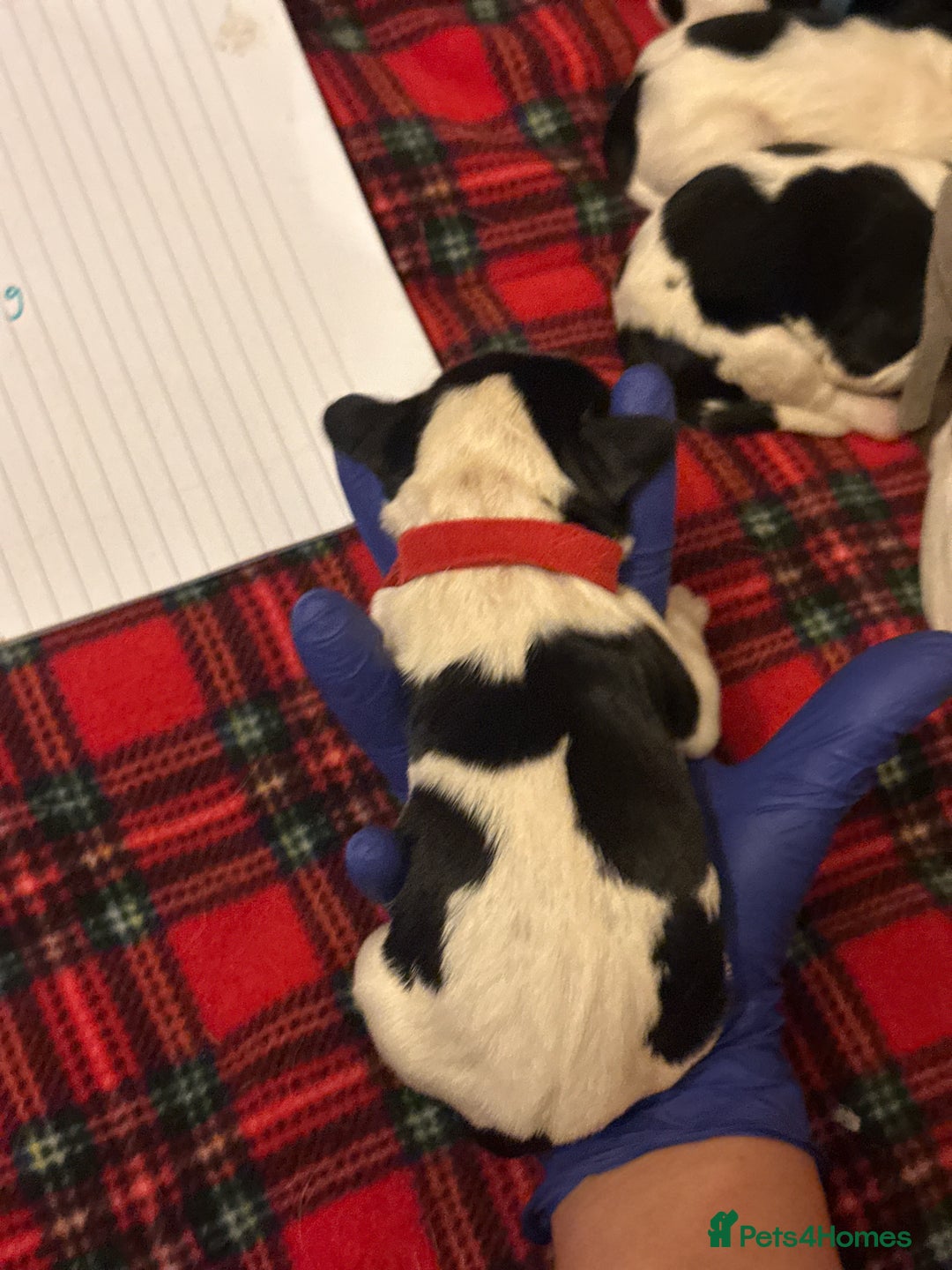 English Springer Spaniel dogs for sale: English springer spaniel.Ready to leave 21/11/25 - Image 18