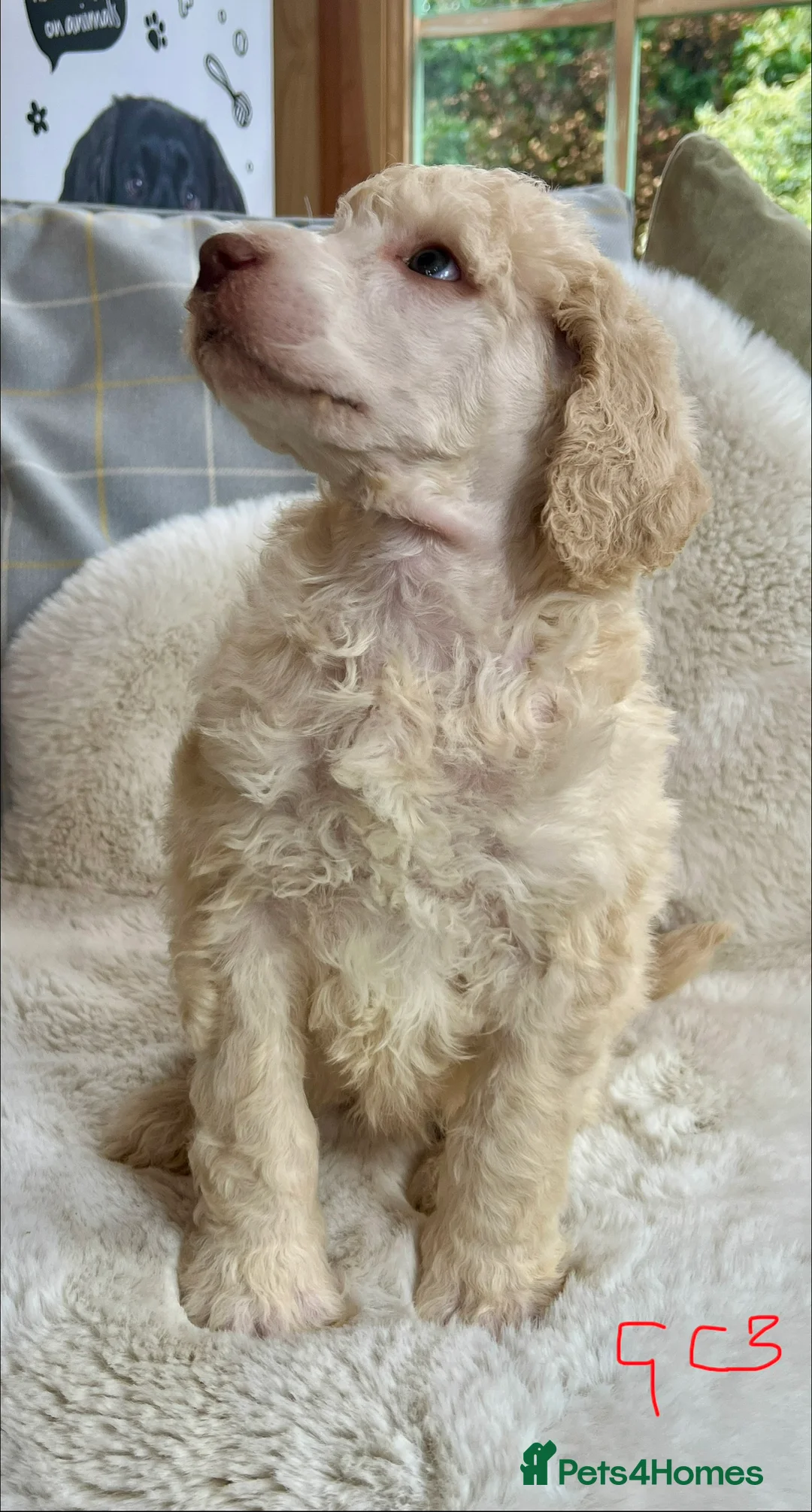Standard Poodle dogs for sale: Stunning KC reg standard poodles  - Advert 19