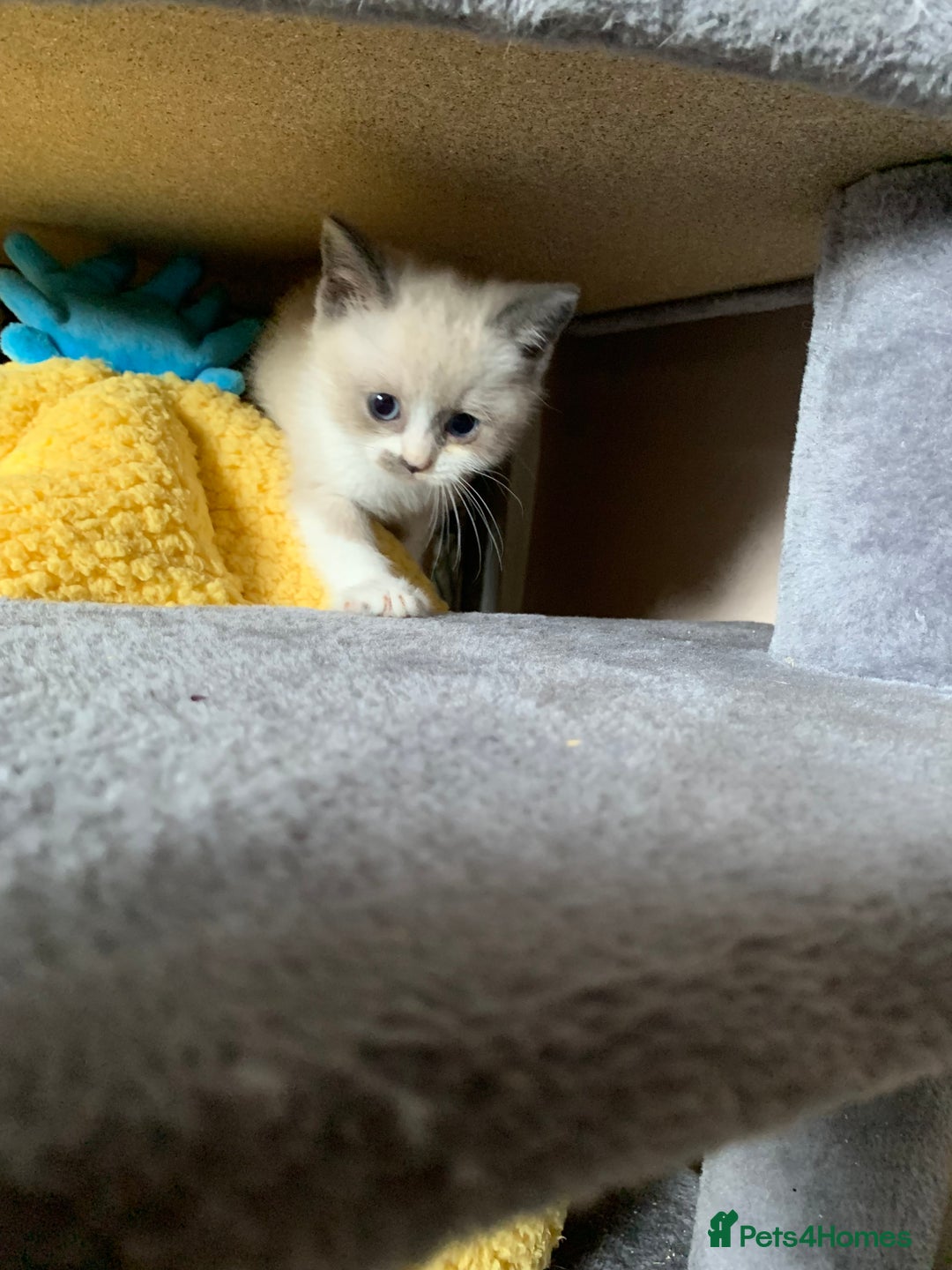 Persian cats for sale: Our cute adorable little female seal point  - Image 9