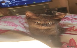 Domestic Shorthair cats for sale: Ghost tabby/ siamese - Image 3