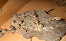 Bearded Dragon reptiles for sale: Bearded Dragon Babies - Image 5