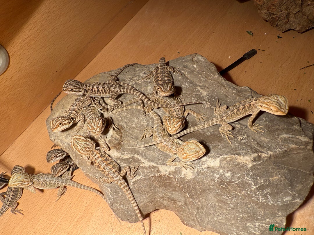 Bearded Dragon reptiles for sale: Bearded Dragon Babies - Image 5