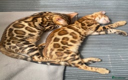 Bengal cats for sale: TICA register.ONLY 2 BOYS 🙀😺LEFT !!! in Northampton - Image 4