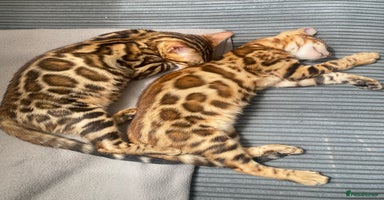 Bengal cats in Northampton - Advert 15