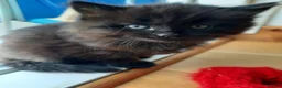 Mixed Breed cats for sale: 3 Adorable Black Kittens looking for Home - Advert 12