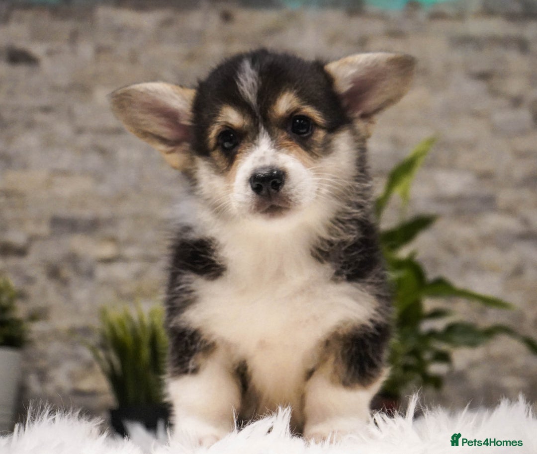 Welsh Corgi Pembroke dogs for sale: Welsh Corgi (Pembroke) - Advert 27