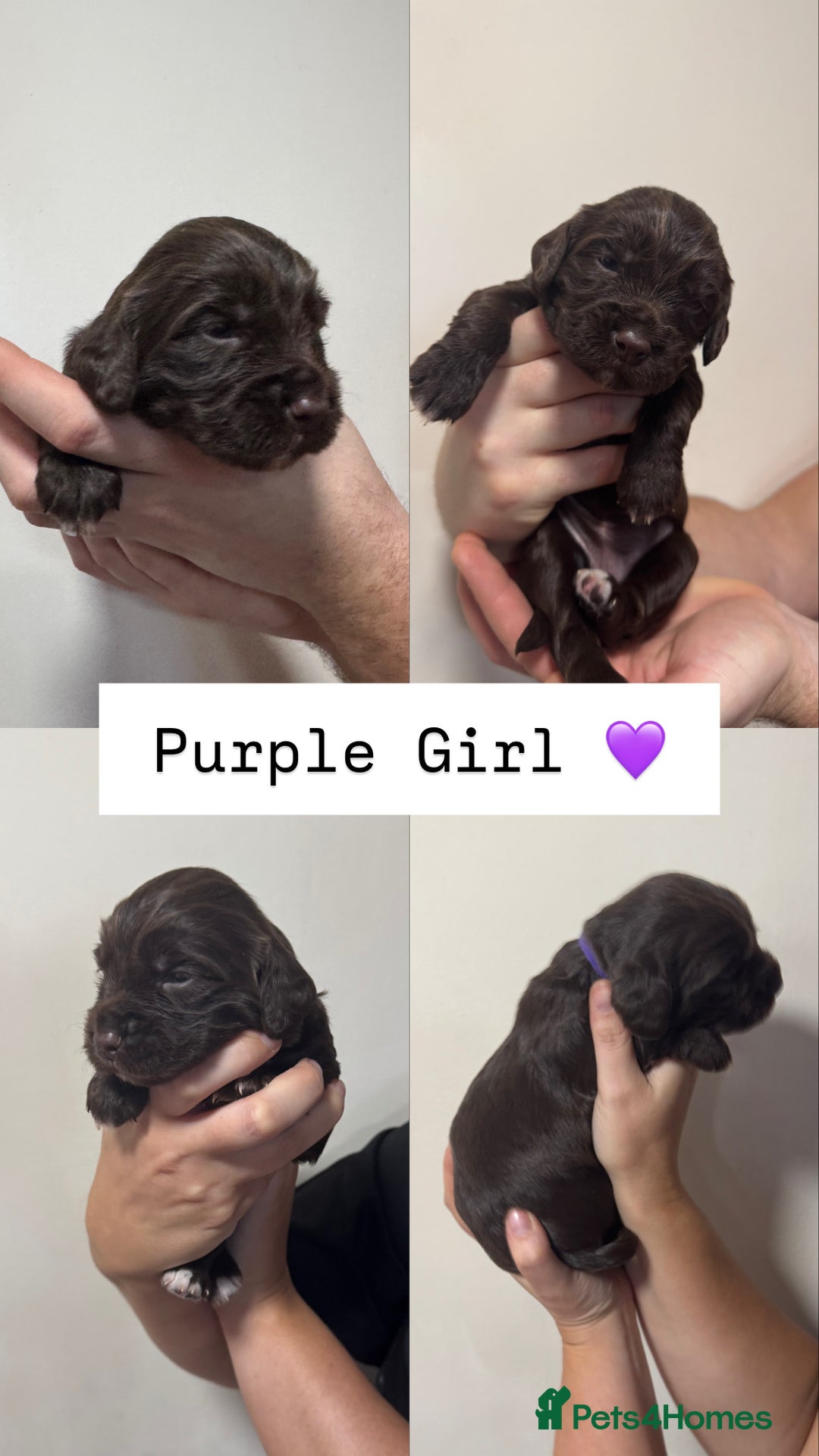 Sprocker dogs for sale: Gorgeous Sprocker Puppies Looking for 5* Homes - Advert 8