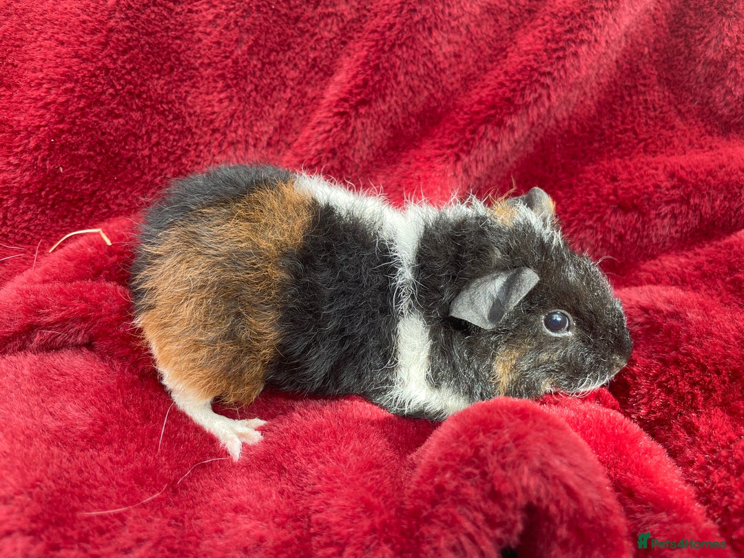 Guinea Pig rodents for sale: Boy Guinea Pigs  - Image 1