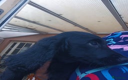 Cocker Spaniel dogs for sale: FULLY VACCINATED AND READY TO LEAVE  - Image 15