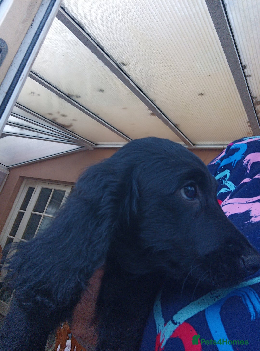 Cocker Spaniel dogs for sale: FULLY VACCINATED AND READY TO LEAVE  - Image 15