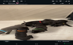 Whippet dogs for sale: Whippet  - Image 16