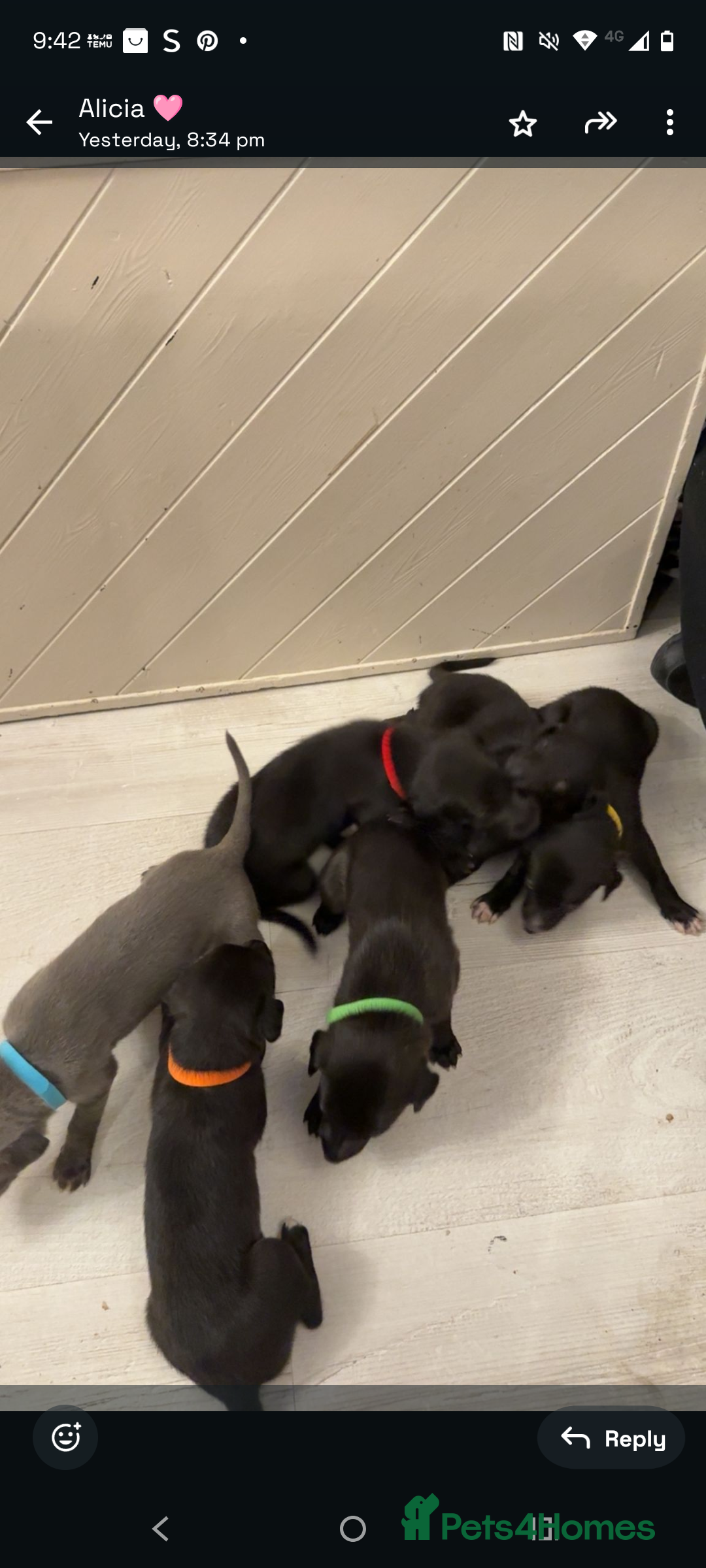Whippet dogs for sale: Whippet  - Image 16