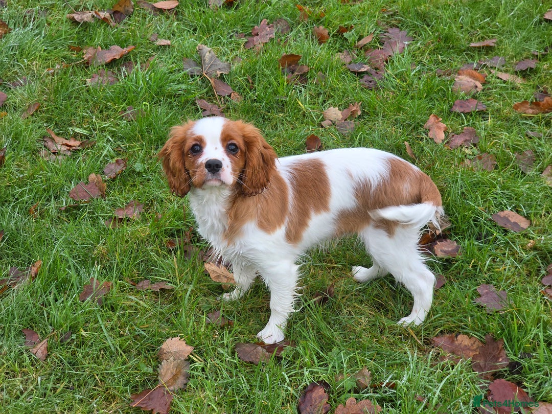 Cavalier King Charles Spaniel dogs for sale: KC Reg Cavalier King Charles pups Fully Vaccinated - Advert 9