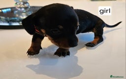 Dachshund dogs for sale: Miniature daschunds looking for their forever home in Redcar - Image 7