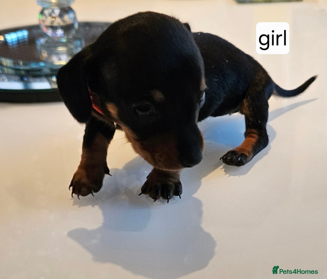 Dachshund dogs for sale: Miniature daschunds looking for their forever home in Redcar - Image 7