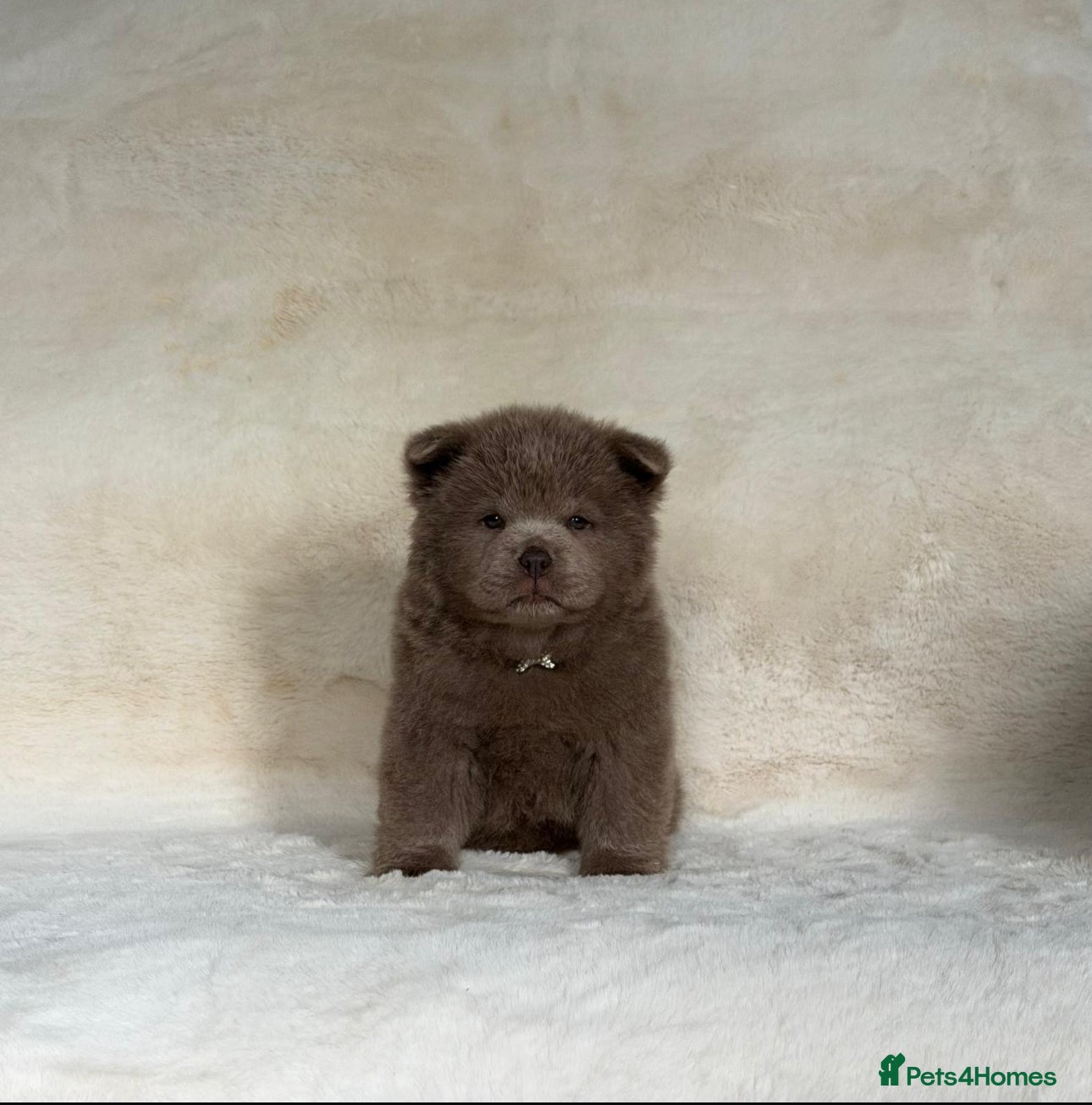 Chow Chow dogs Exotic colour pure chow chow puppies for sale  - Advert 2