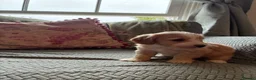 Cockapoo dogs for sale: Miniature F1 Cockapoo puppies Ready Now - Advert 19