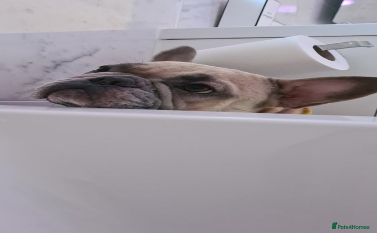 French Bulldog dogs - Advert 3