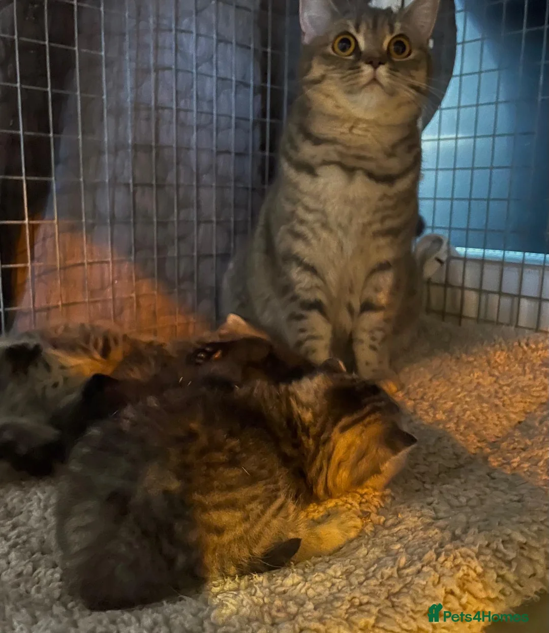British Shorthair cats for sale: Classic spotted tabby boy Cinnamon carrier - Advert 10