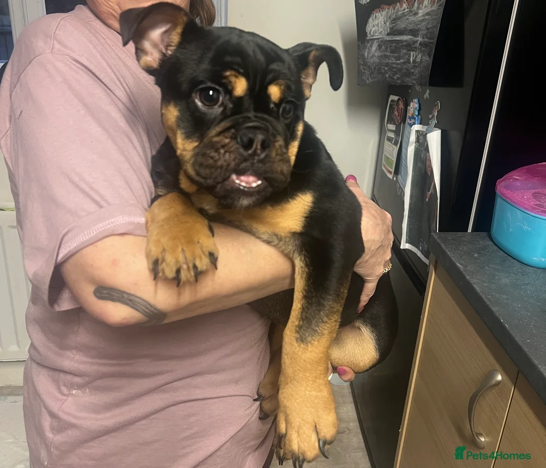 English Bulldog dogs for sale: English bulldog - Advert 2