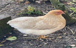 Chickens poultry for sale: BANTAM WYANDOTTE HENS, COCKERELS & TRIOS - Image 14