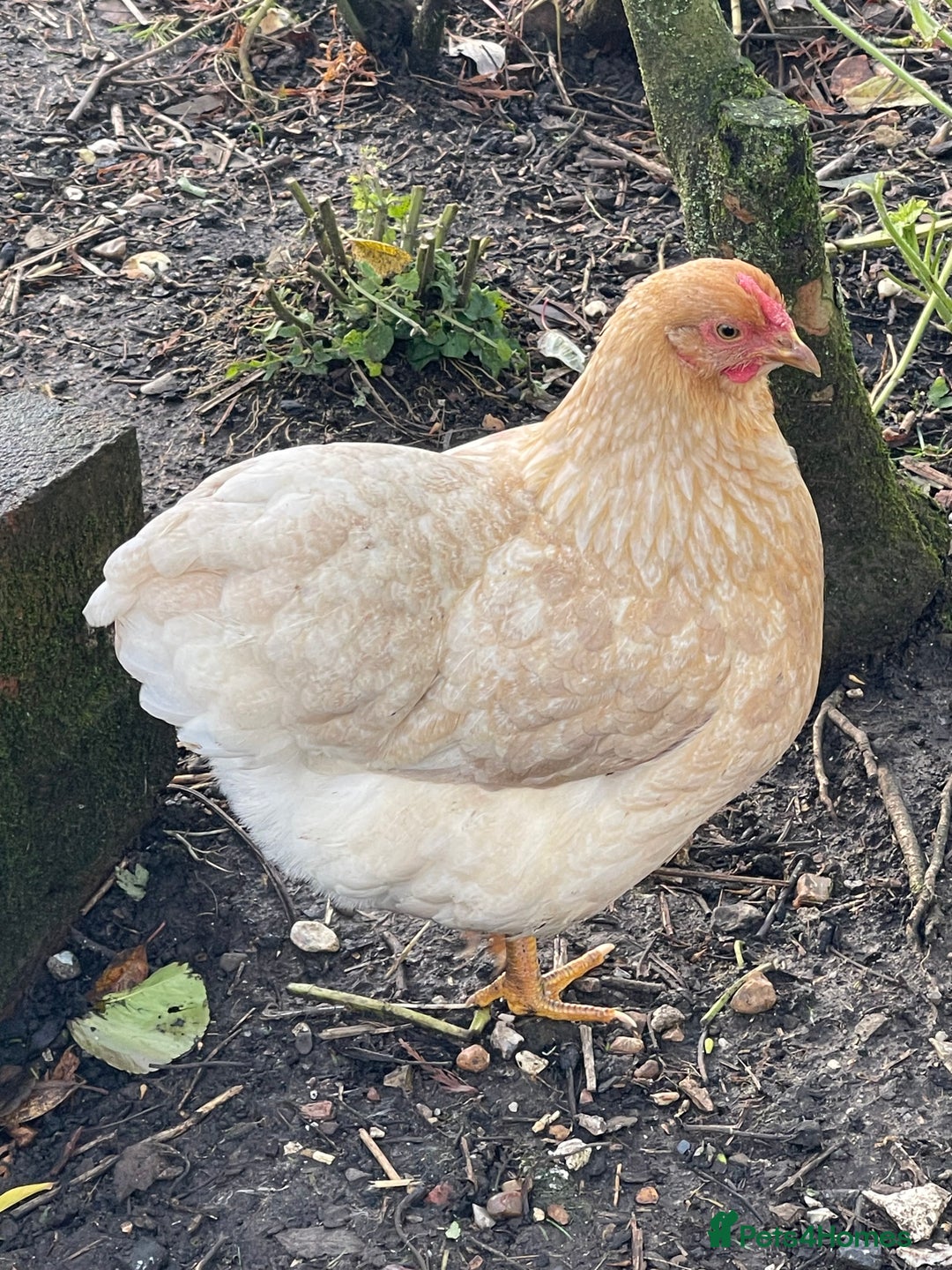 Chickens poultry for sale: BANTAM WYANDOTTE HENS, COCKERELS & TRIOS - Image 14