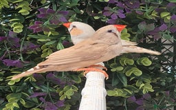 Finches birds for sale: Gouldian / Parrot / Zebra Finches - Image 3