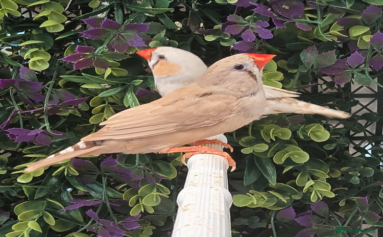 Finches birds - Advert 1