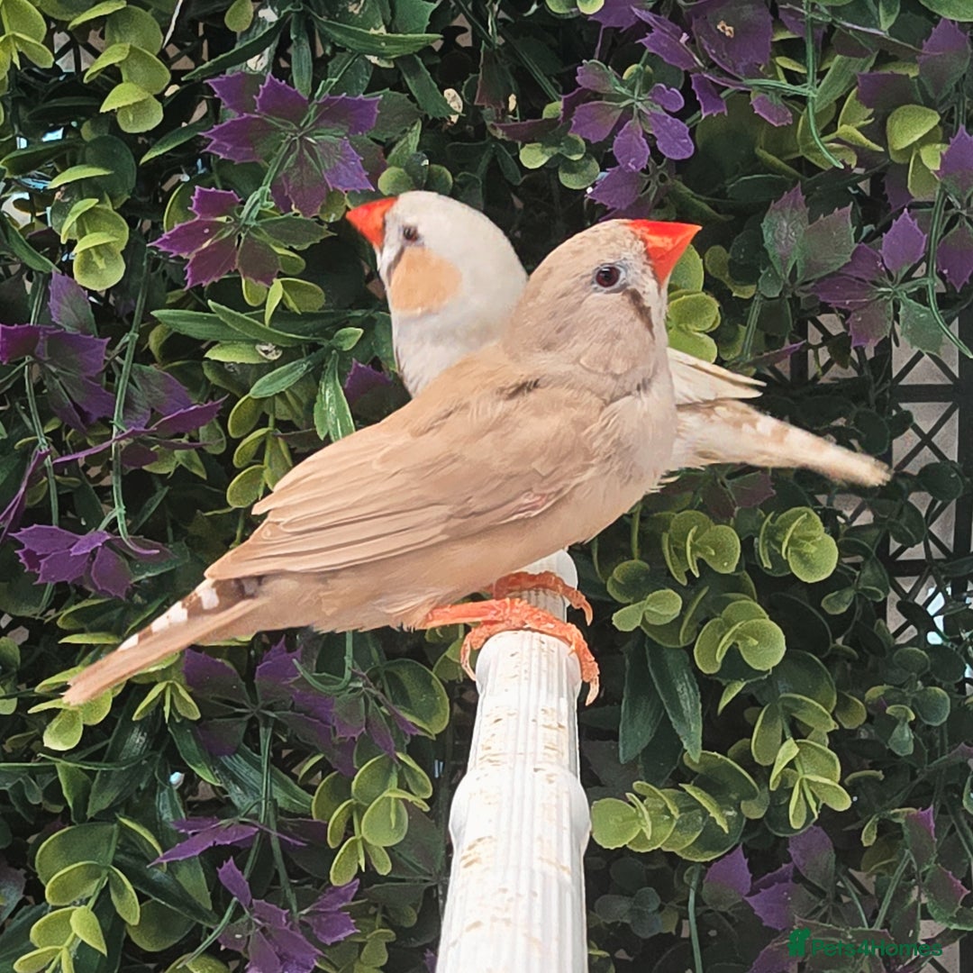 Finches birds for sale: Gouldian / Parrot / Zebra Finches - Image 3