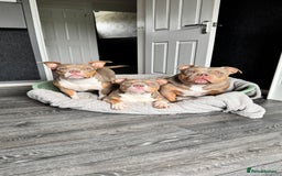 American Bully dogs for sale: American bully puppy twins available  - Image 8
