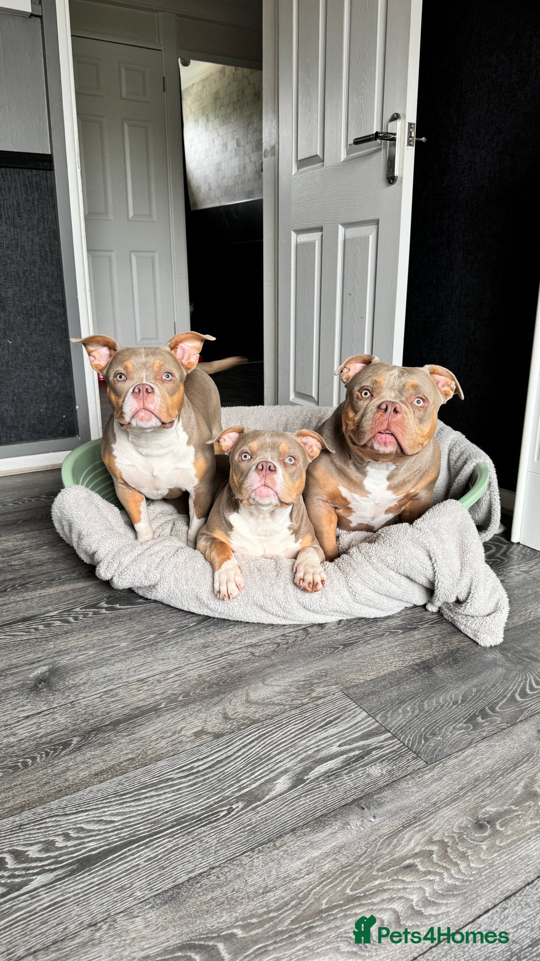 American Bully dogs for sale: American bully puppy twins available  - Image 8