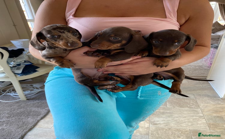 Dachshund dogs - Advert 1