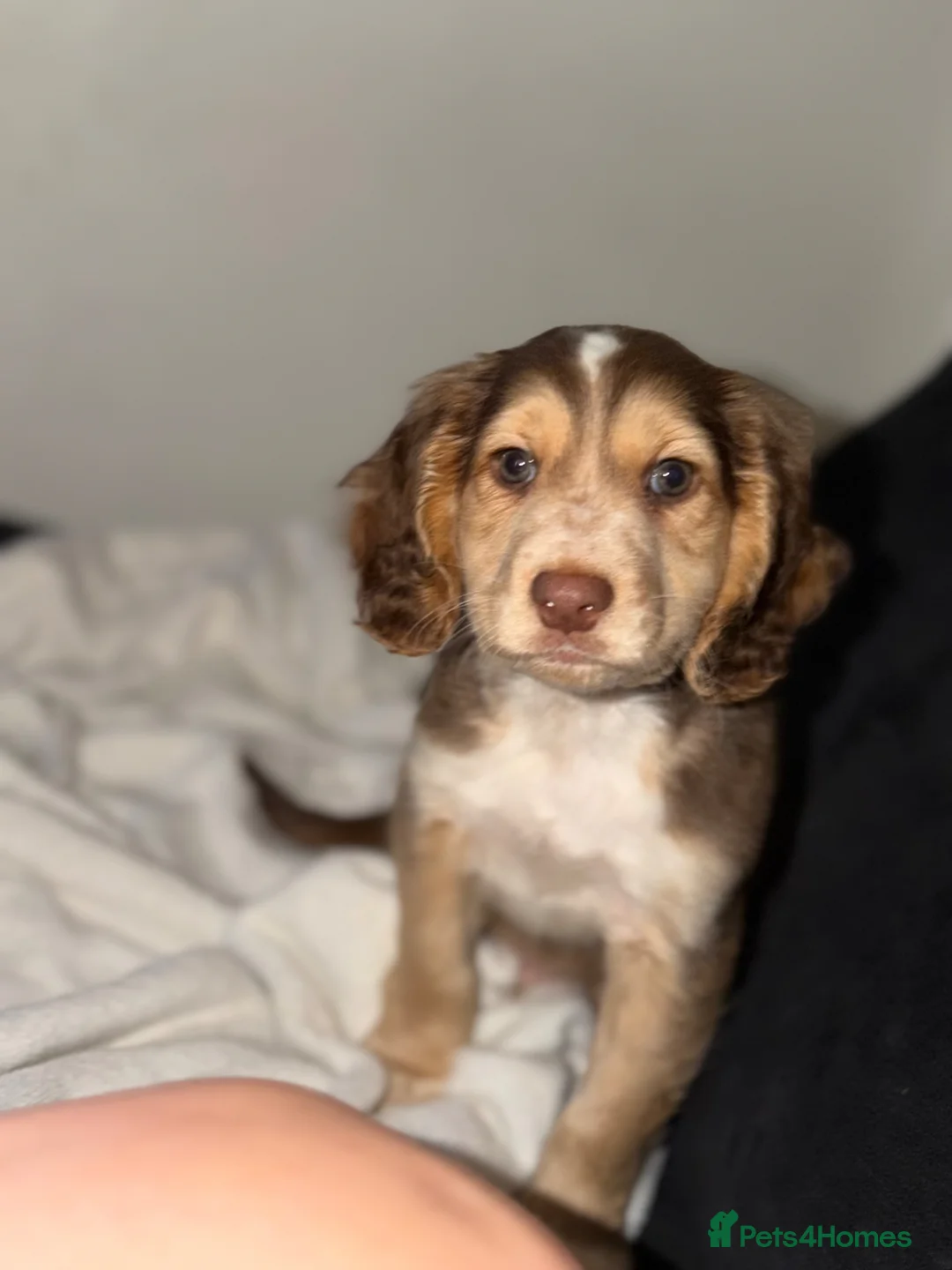 Cocker Spaniel dogs for sale: 1 BOYS LEFT!⭐️ - Advert 2