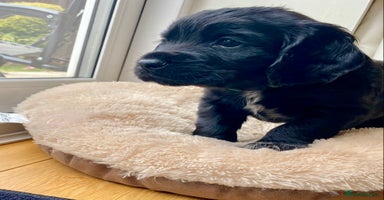 Cocker Spaniel dogs - Advert 5