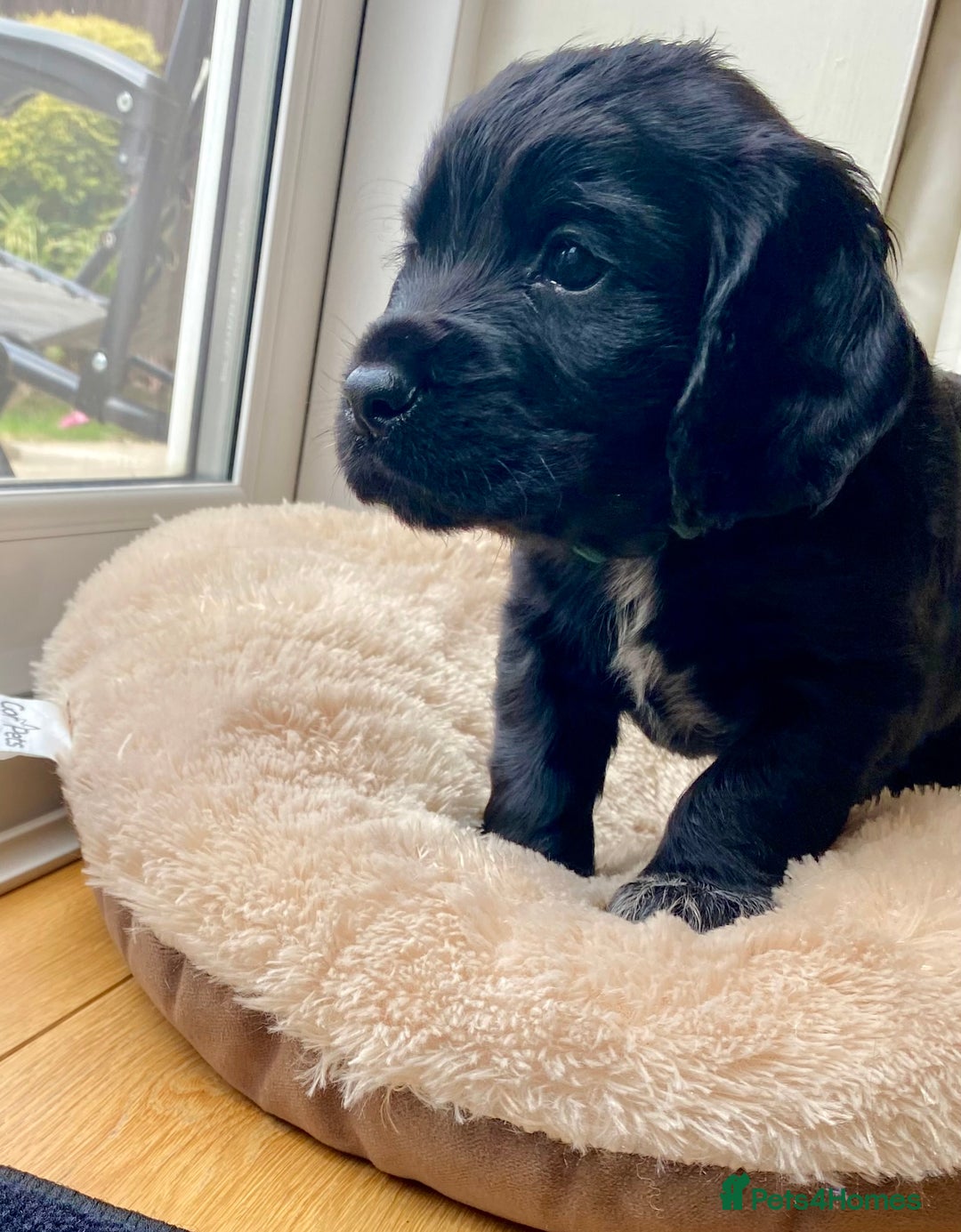 Cocker Spaniel dogs for sale: Kennel Club registered working cockers  - Image 2