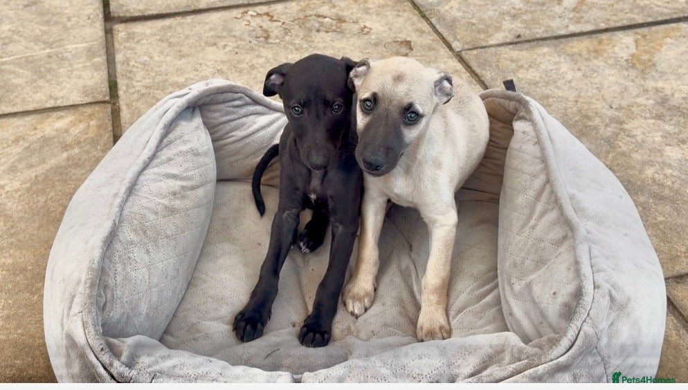 Whippet dogs Stunning KC whippet puppies  - Advert 11