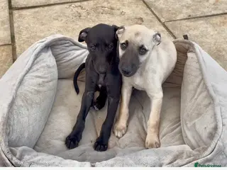 Whippet dogs Stunning KC whippet puppies - Advert 11