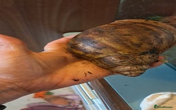 Snails invertebrates for sale: Ovum giant african land snails - Image 7