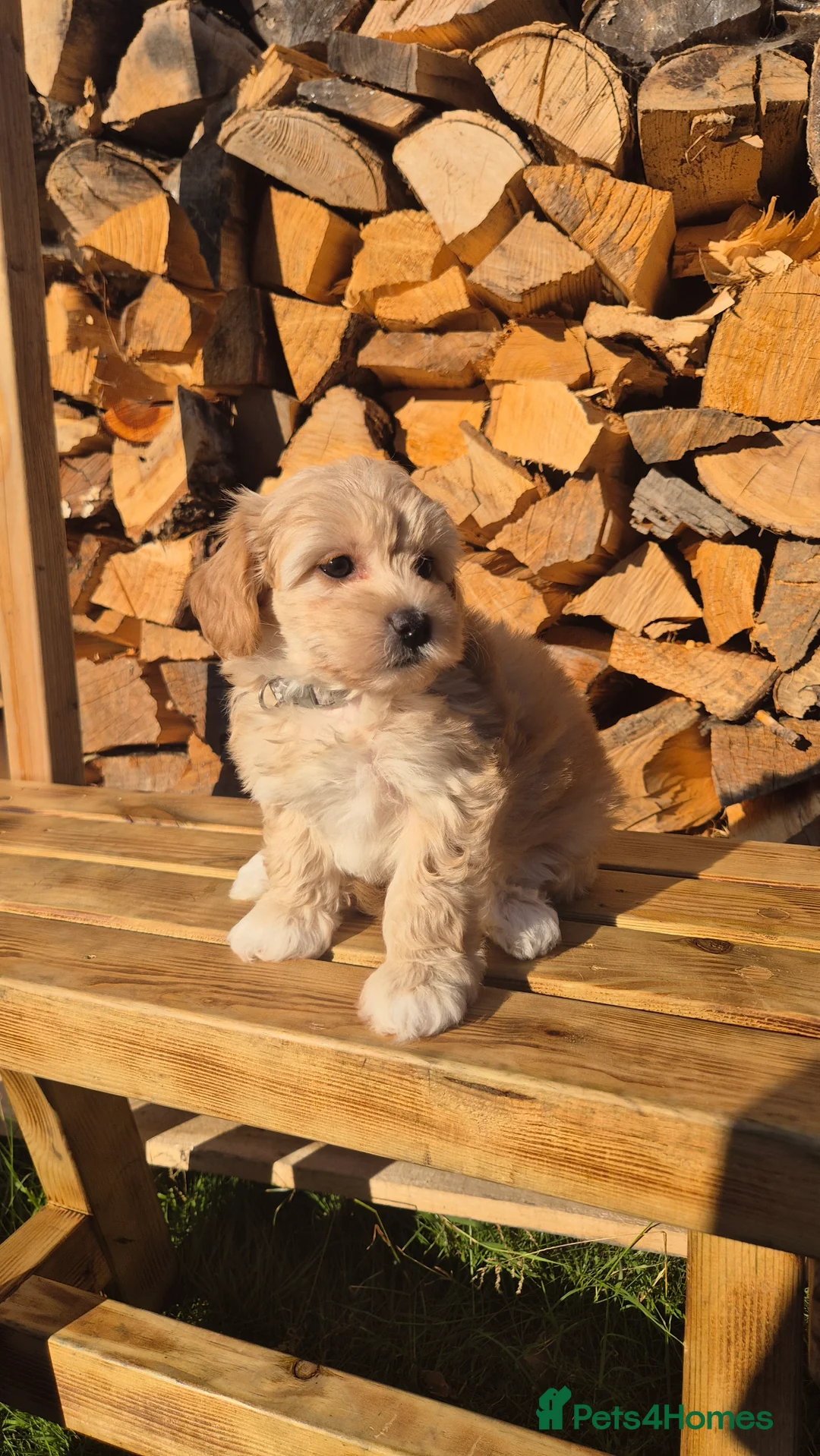 Maltipoo dogs for sale: 6 Maltipoo Puppies for Sale - Advert 2