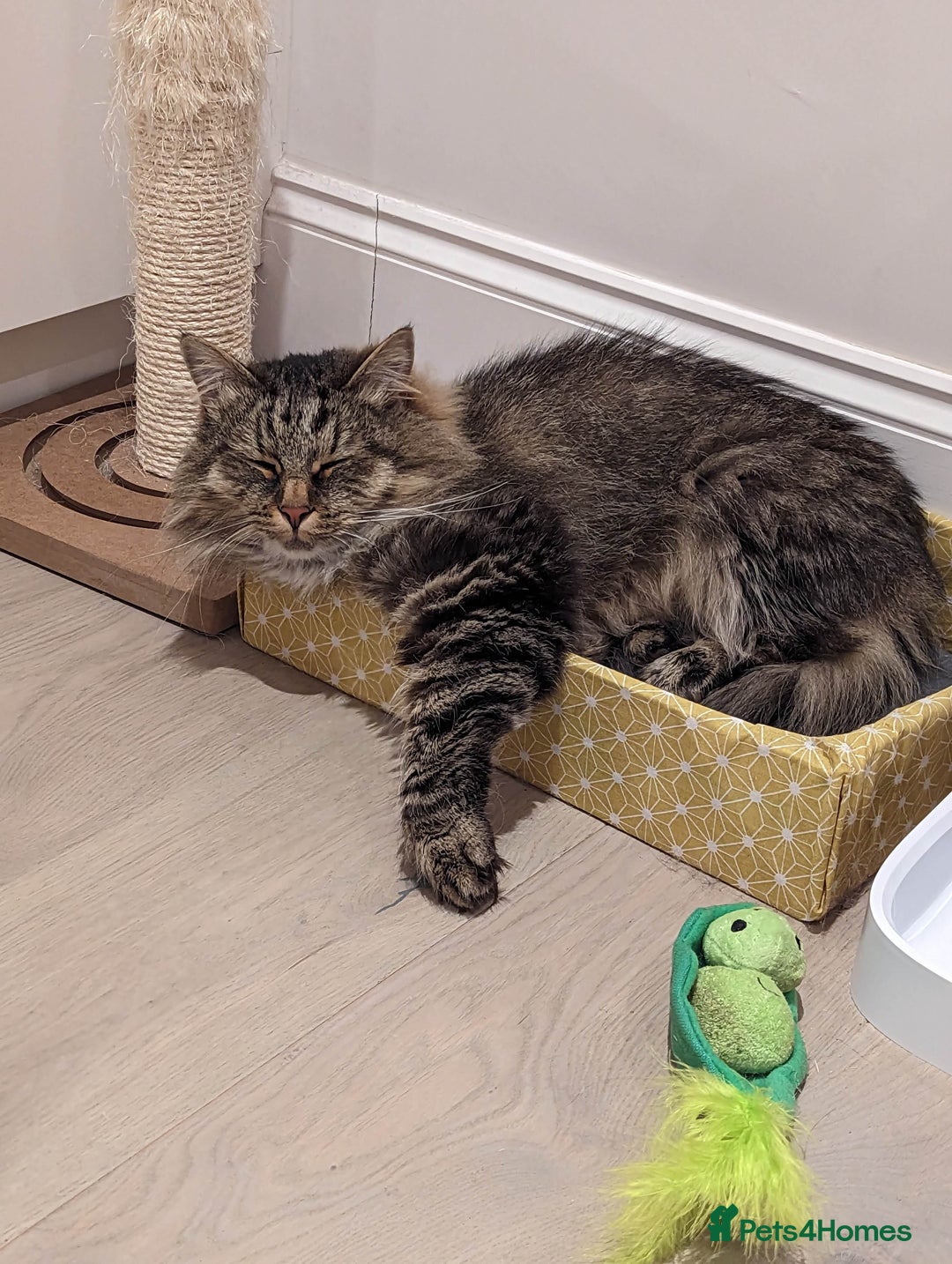 Siberian cats for sale: Siberian cat for sale - Advert 7