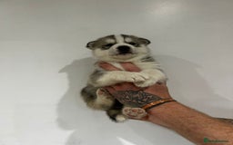 Siberian Husky dogs for sale: Gorgeous little husky pups - ready in two weeks - Advert 13