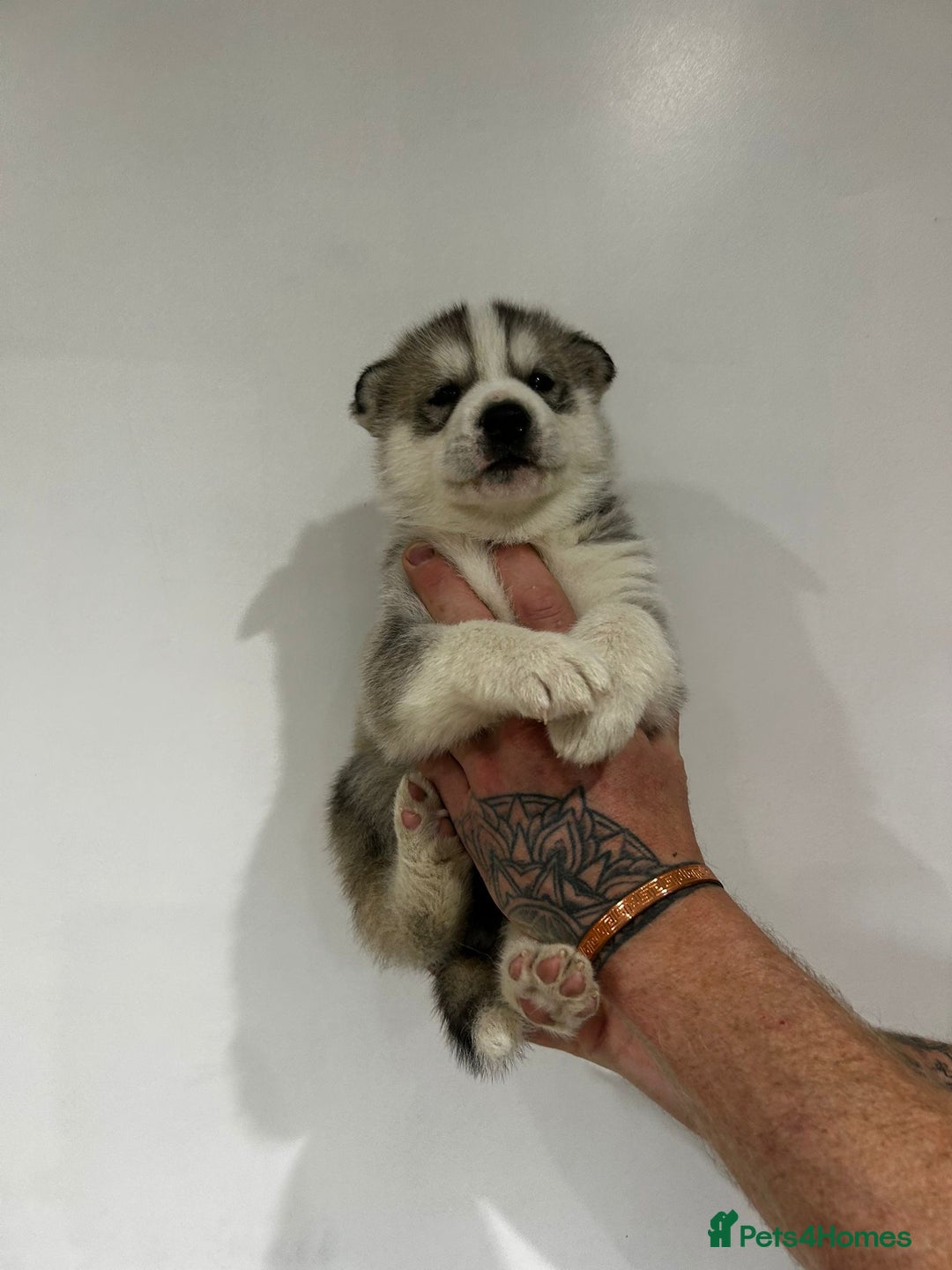 Siberian Husky dogs for sale: Gorgeous little husky pups - ready in two weeks - Advert 13