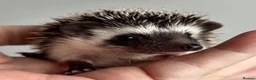Pygmy Hedgehog rodents for sale: African Pygmy Hedgehog Ethically Bred  - Advert 6